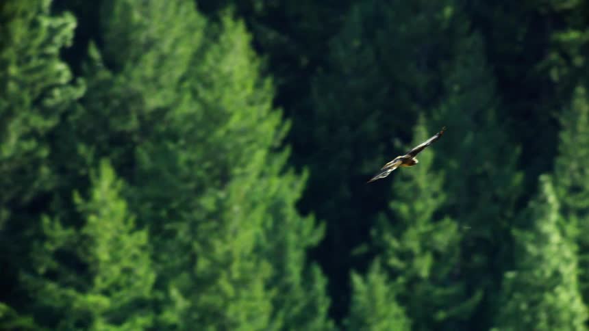 Red Tail Hawk spirals high over forest as seen from above on a clear summer day