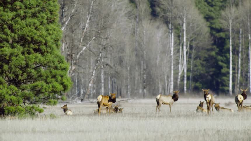 Herd of Elk standing in front of aspen trees
