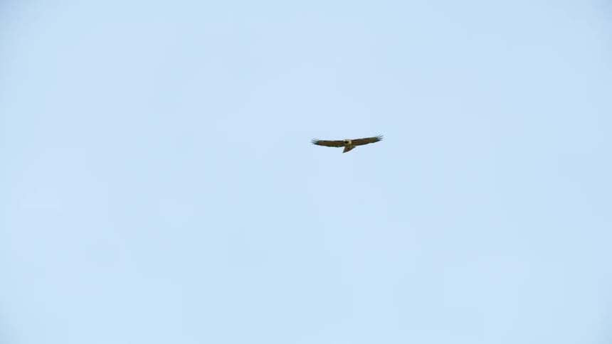 A red tail hawk flies through a blue sky over a forest as the camera tracks and follows along, very dynamic shot as seen from the car below