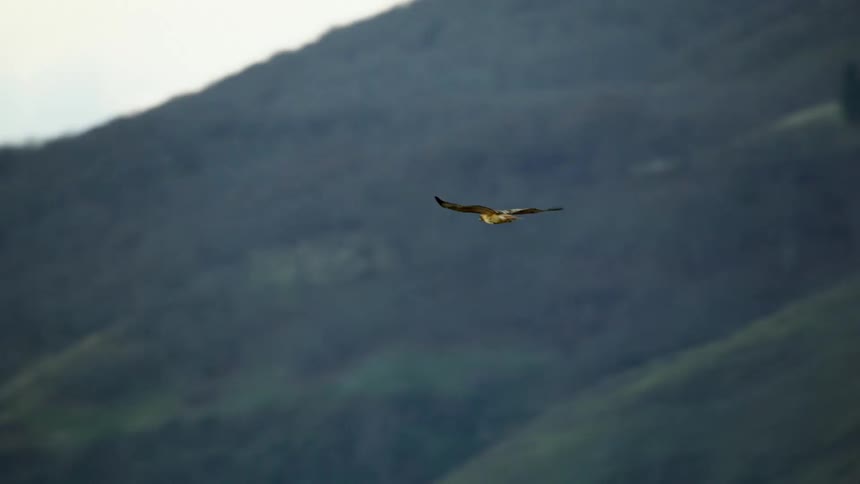A mature hawk soars above hills and trees as it flies off into the horizon