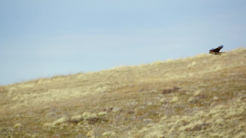 A large hawk hovers in the air fighting against a strong wind as it searches for food