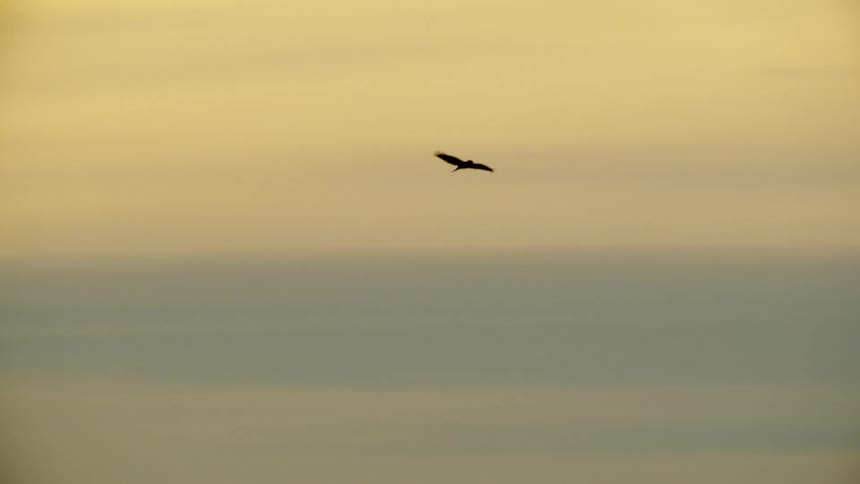 A large Hawk flaps its wings then soars in this aerial shot of the bird hunting and flying