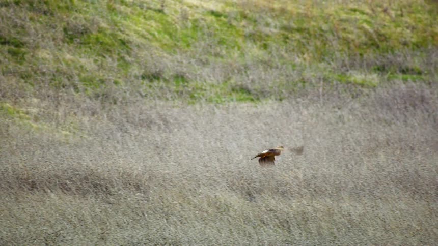 A Coopers Hawk flying over grasslands trying to scare up mice and animals as it looks for a meal