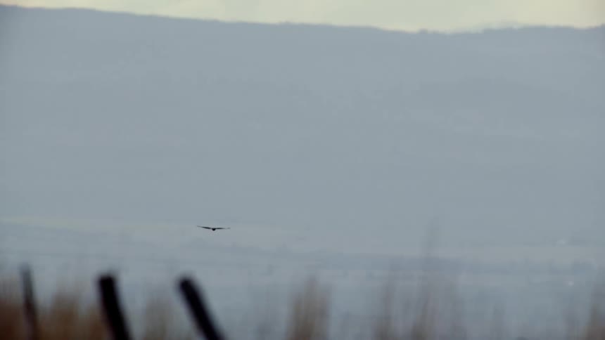 A Red Tail Hawk flies through a vast western sky at sunset