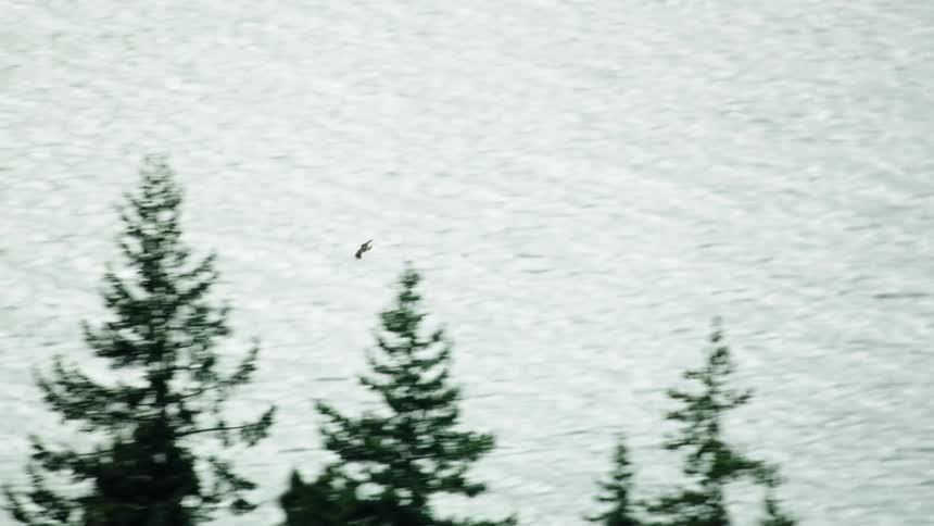 A hawk flies over the Columbia River shoreline as seen from above - the Hawk is flying very fast
