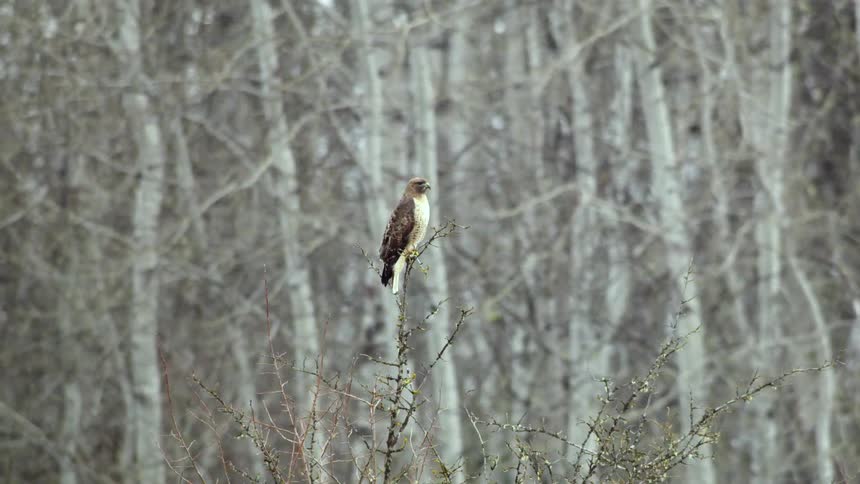 A large hawk sits in front of Aspen trees as the camera orbits around them revealing the background in a dynamic shot