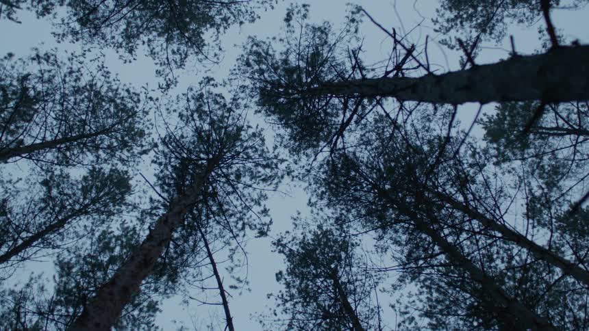 Worms eye view of trees in a forest