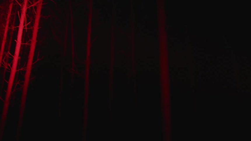 A red light goes over the trees in a forest