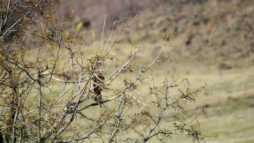 Two hawks sit in a tree and one flies away just before the leaves open in the spring season