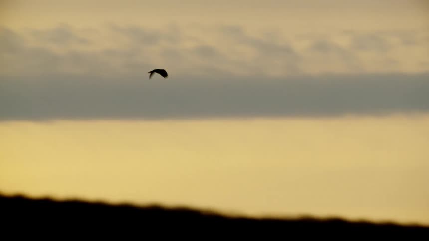 A silhouette of a Red Tail Hawk as it flies in the sky and moody sunset sky