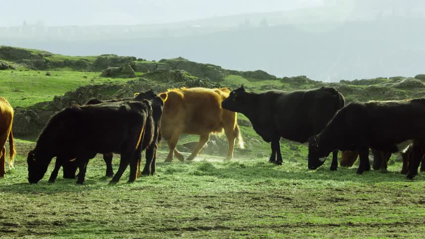 Herd of cows grazing on the grass in the hills with a bald eagle eating something in the background