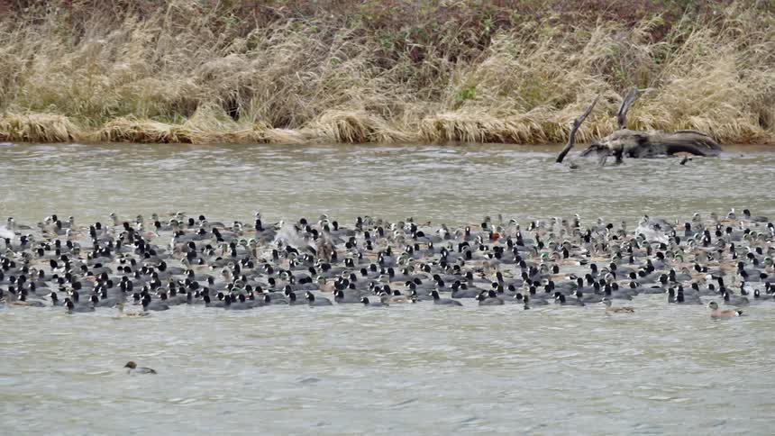 Dozens of ducks migrate through a river close together