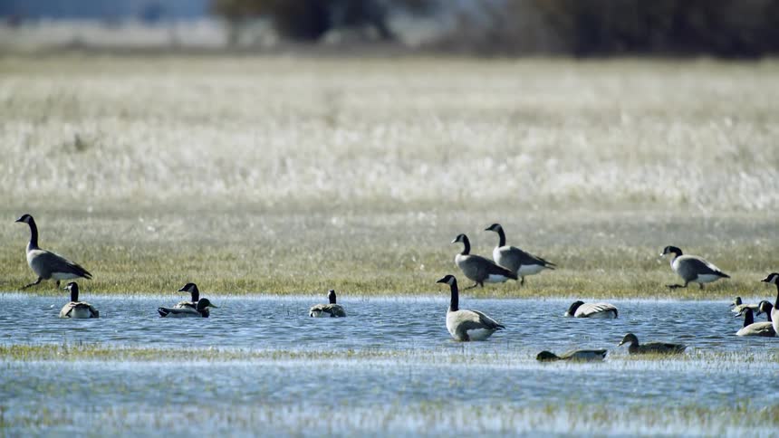 Canadian Geese slow dolly shot