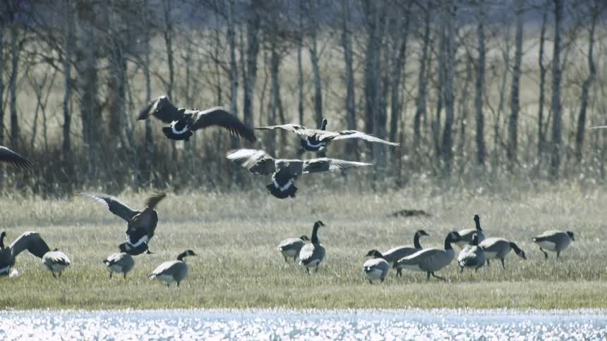 Geese fly and land on the ground near the lake and trees