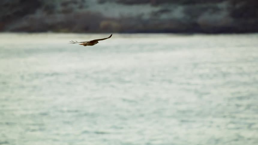 Hawk flies low over the  Columbia River in the Pacific Northwest