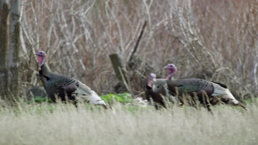 Flock of turkeys graze through dried grasses near trees