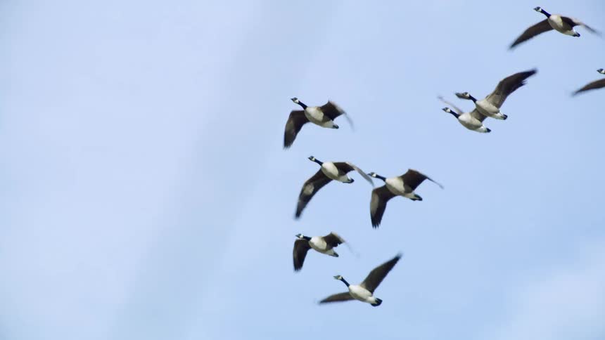 A flock of geese fly through the air