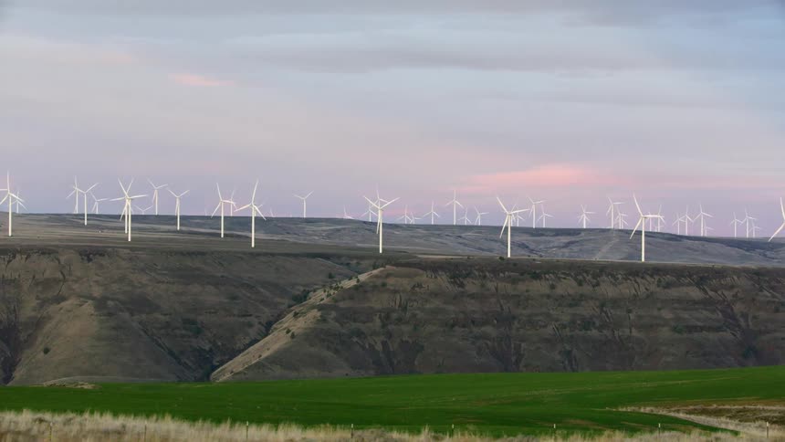 Slow dolly shot of many windmills rotating in a strong sunset breeze with green grass in the foreground