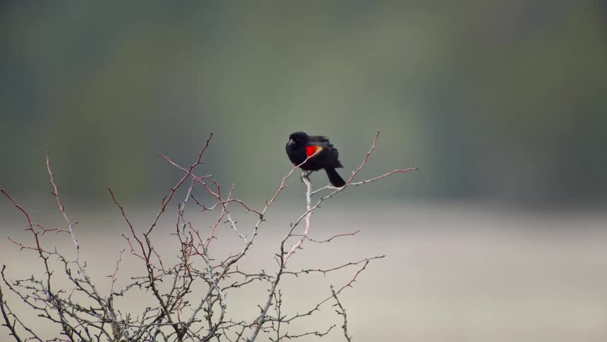 red-winged blackbird (Agelaius phoeniceus) takes flight as the camera orbits around it in the rain