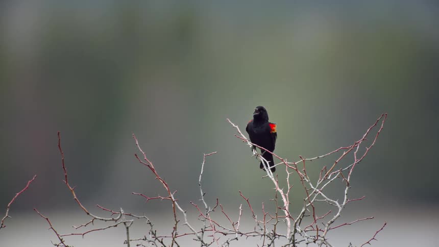 red-winged blackbird (Agelaius phoeniceus) sits on a branch and chirps into the cold winter sky