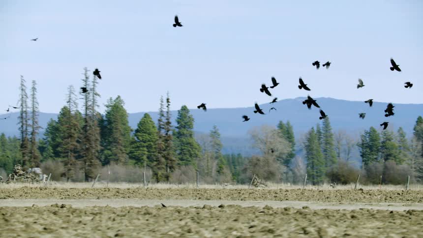 A kill of cross flies up from a plowed meadow as the camera rotates around following them as the group leaps into flight