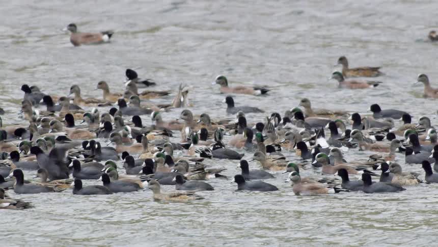 The ducks swim together in the water