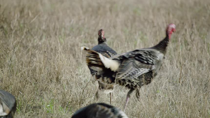 Turkeys walk around together on a grassy plain