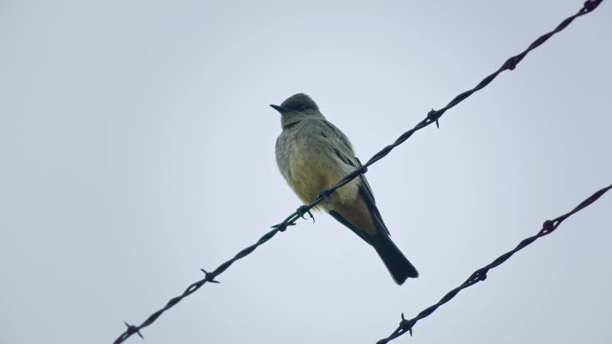 A bird sitting on barbed wire looks around then flies off