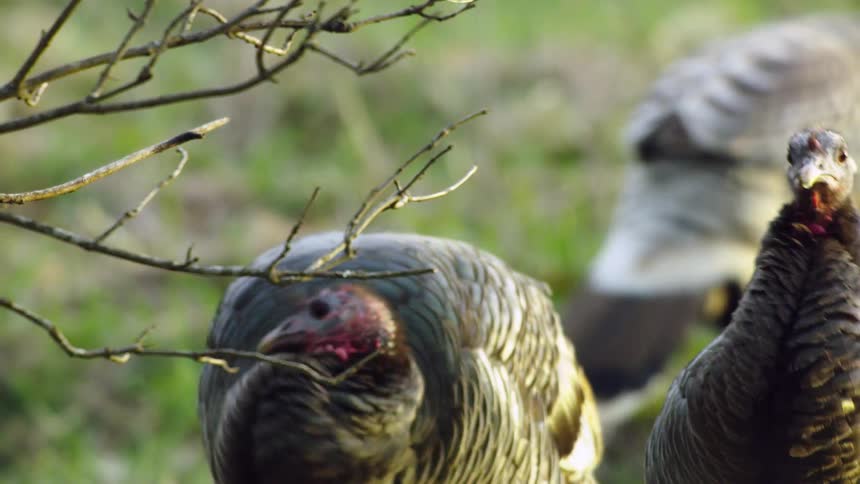 A group of large birds walking through a field searching the grass for food
