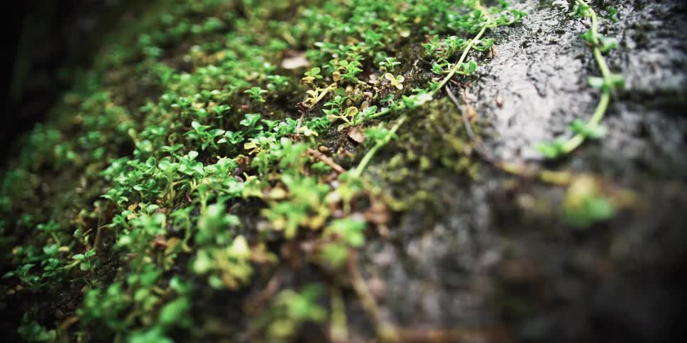 Small green plantsgrow on wet soil