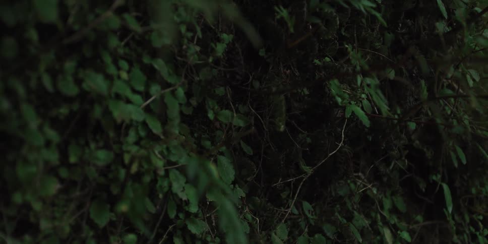 Small tree branches and green leaves
