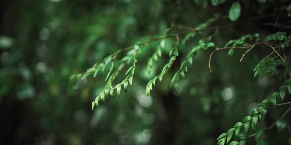 Close up of a branch with leaves on a tree