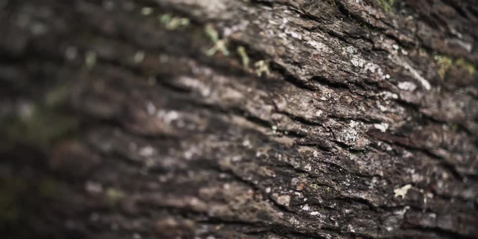 Close up of the bark of a tree trunk covered in moss