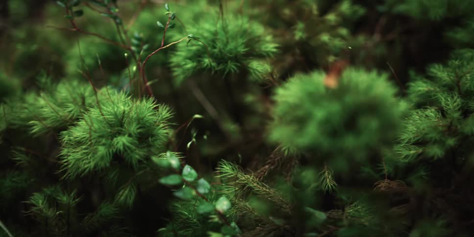 A shrub like plant with soft leaves and bristles