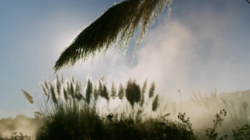 A plant frond moves in a gentle breeze