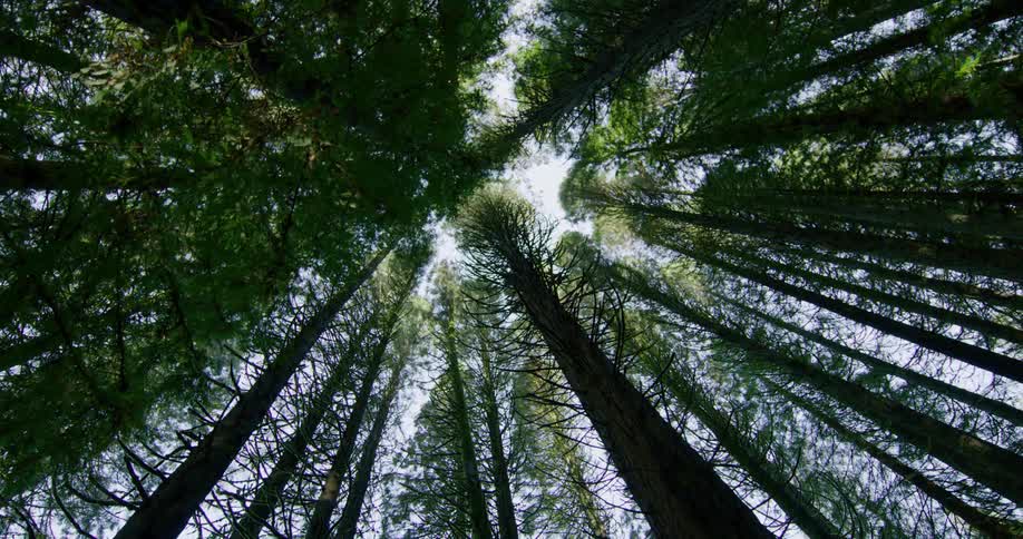 Tall slender pine trees stand packed closely together in forest