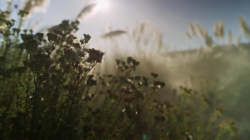 The sun shining down on flowers in a field