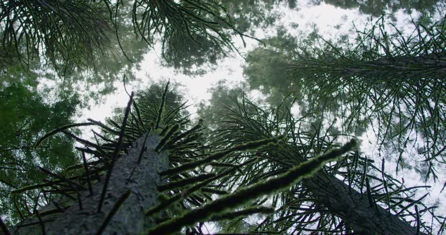 Tall trees covered in moss grow high into the air