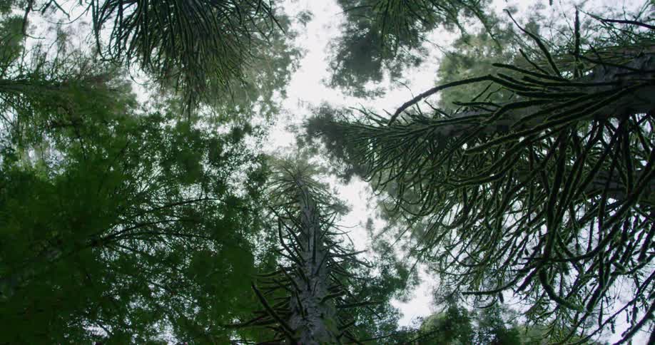 Worms eye view of trees in a forest