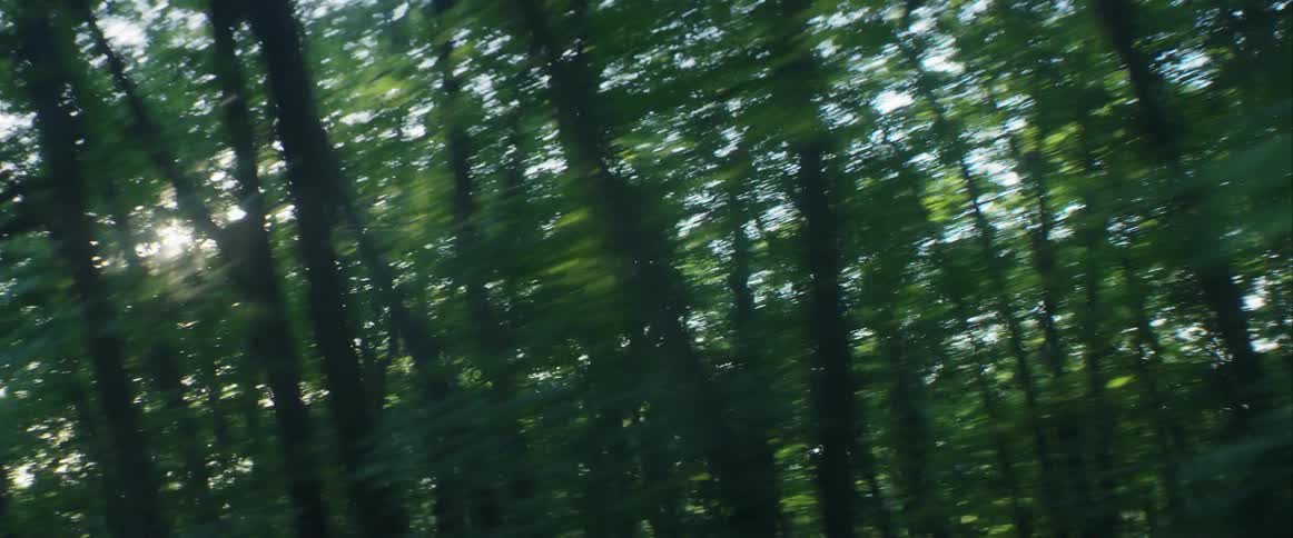 Fast moving past a dense forest on a sunny day