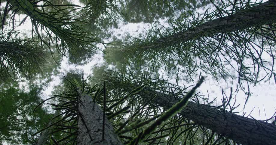 Top of tall pine trees covered in mist