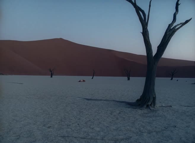A few bare trees in a desert