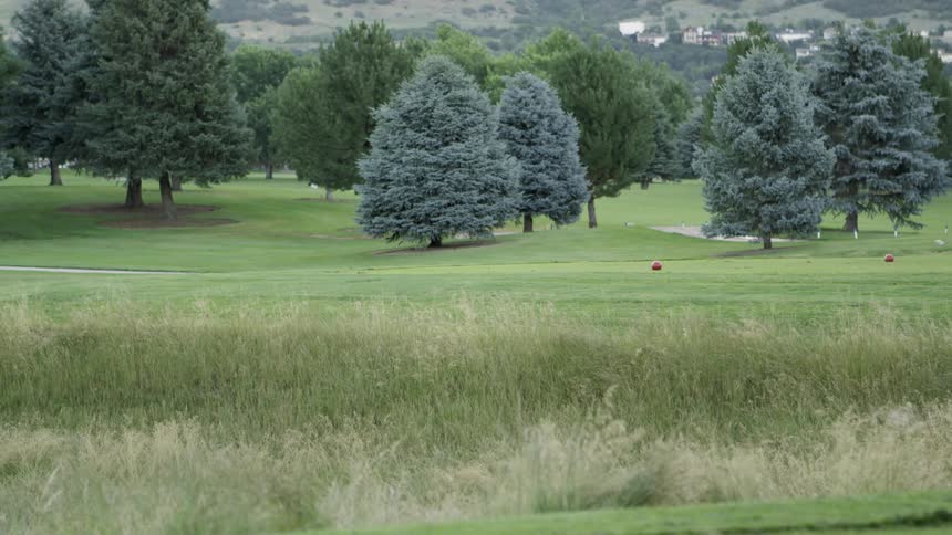 Male golfer with red cap and beige short pants holds a club and puts the golf ball on green grass in the golf course