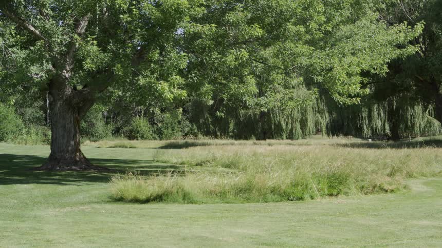 A group of trees planted close together in grassy area