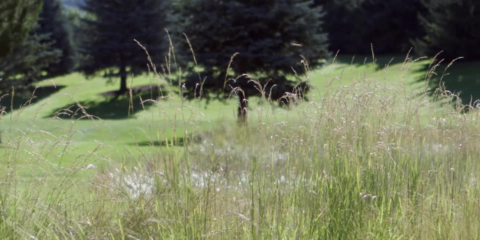 Weeds surround a small pond near a forest