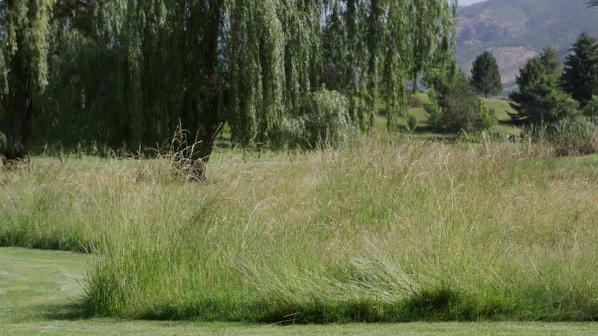 Trees and long green grasses in grassland