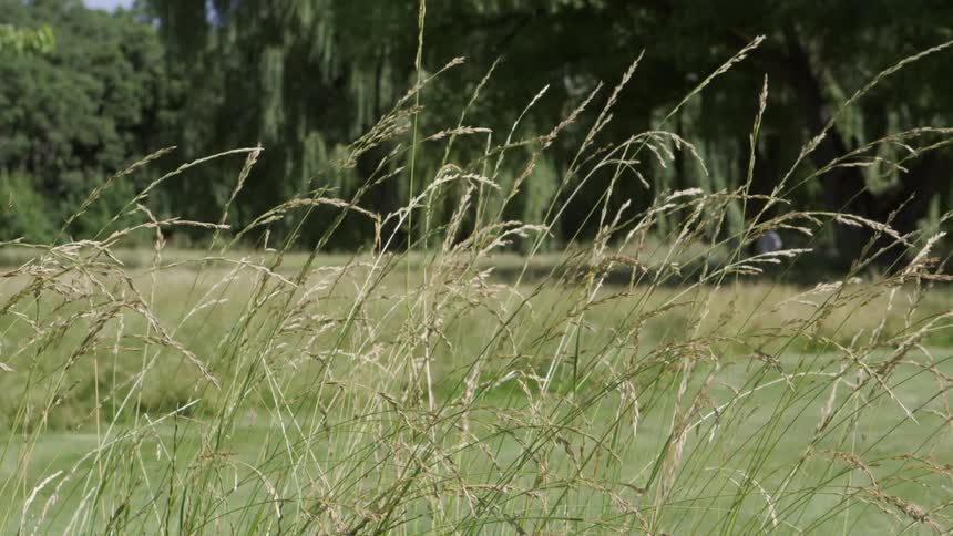 A grassland area is displayed by a forest