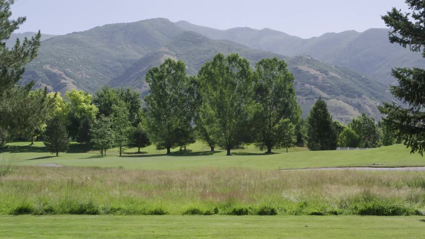The tall trees are in front of the mountain