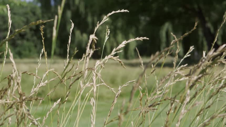Tall weeds grow in a field near a forest