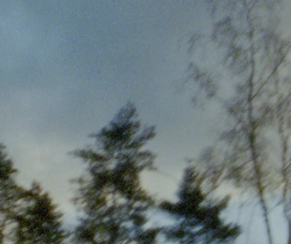 Evergreen trees and trees with bare branches against a blue sky